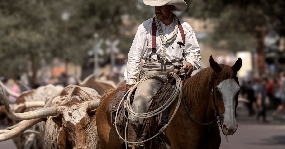 Cowboy on horseback herding Texas Longhorns in Fort Worth, Texas.